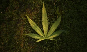 Cannabis lässt Sie nicht nur vergessen, es schreibt Ihre Erinnerungen neu