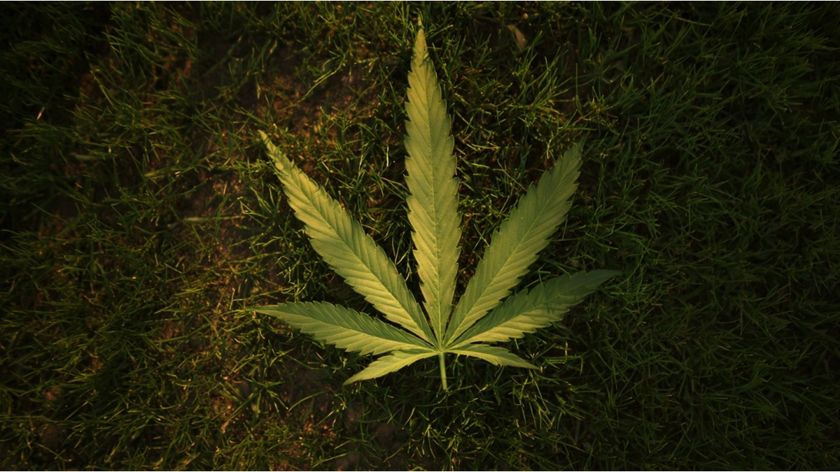Cannabis lässt Sie nicht nur vergessen, es schreibt Ihre Erinnerungen neu