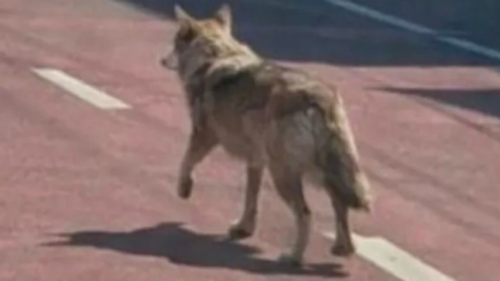 Ihm droht eine Gefängnisstrafe wegen eines gefälschten KI-Bildes eines flüchtenden Wolfes