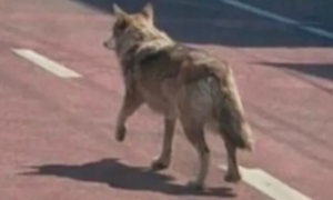Ihm droht eine Gefängnisstrafe wegen eines gefälschten KI-Bildes eines flüchtenden Wolfes