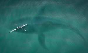 Megalodon: Mehrere tausend GitHub-Repositories in wenigen Stunden infiziert
