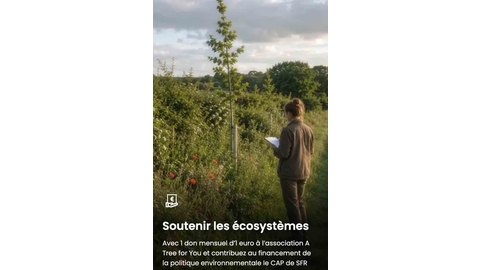 SFR-Faser-Nüchternheit? -Ein Baum für dich