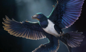 China: Entdeckung einer neuen Art gefiederter Dinosaurier