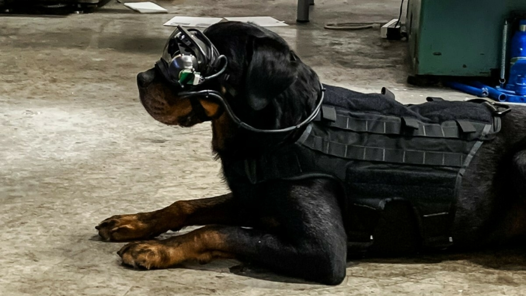 Das Startup Warhound will gentechnisch veränderte Superhunde für die US-Armee erschaffen
