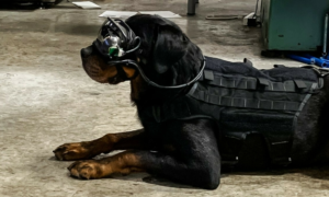 Das Startup Warhound will gentechnisch veränderte Superhunde für die US-Armee erschaffen